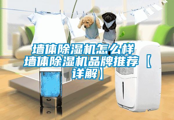 墙体蜜柚直播APP正版下载怎么样 墙体蜜柚直播APP正版下载品牌推荐【详解】