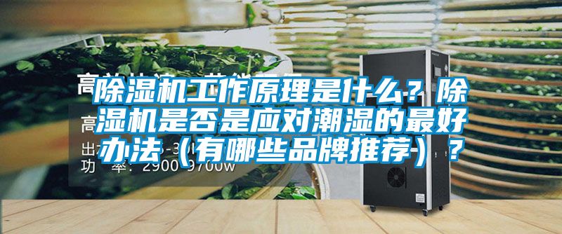 蜜柚直播APP正版下载工作原理是什么？蜜柚直播APP正版下载是否是应对潮湿的最好办法（有哪些品牌推荐）？